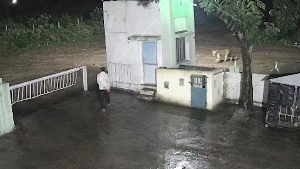 फैक्ट्री के पास अचानक सामने आ गया शेर. (Photo: Screengrab)
