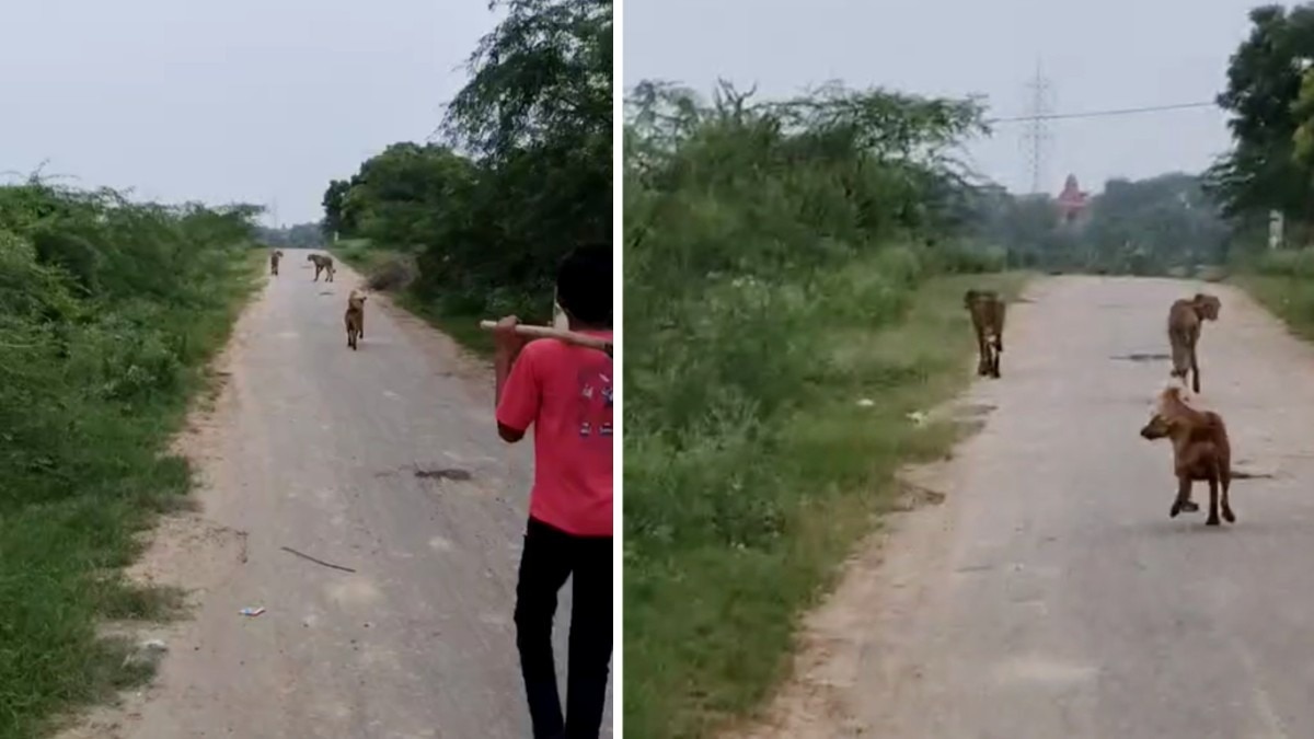 कुत्ते के साथ ग्रामीण भी चीतों के पीछे लगे. 