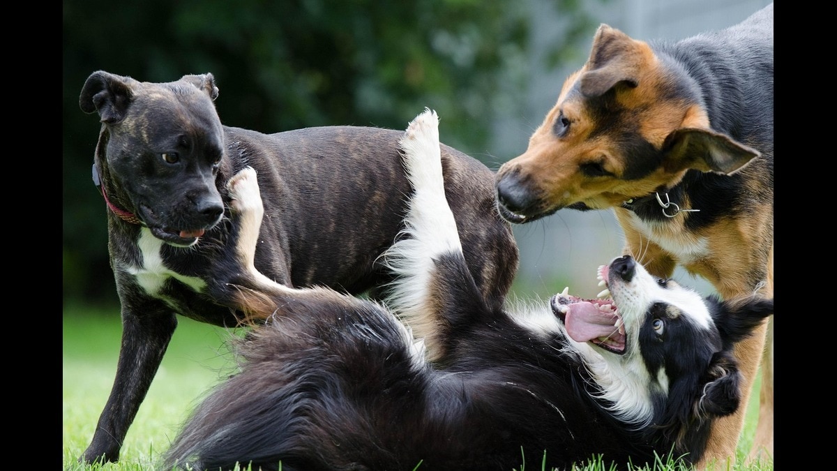 Largest dog shelter