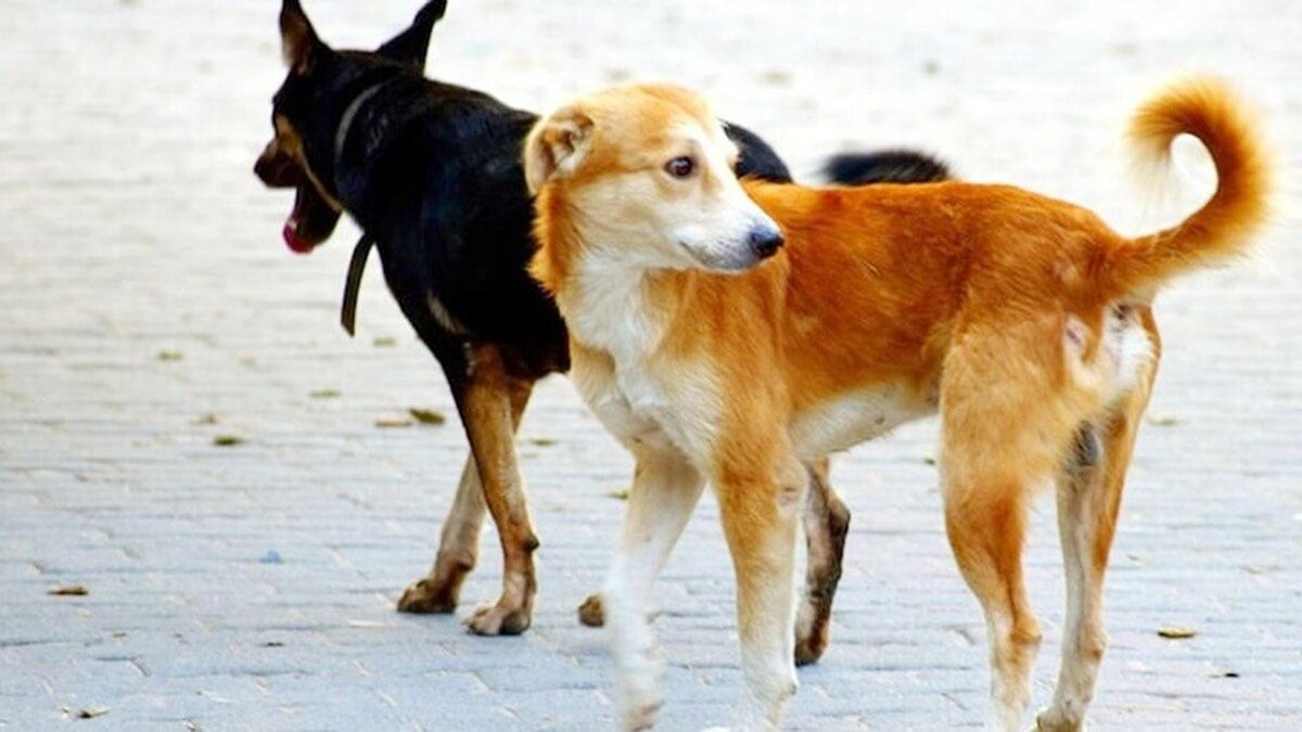 बेघर कुत्तों को कोर्ट परिसर में खाना खिलाने पर सुप्रीम कोर्ट सख्त  (Photo: File Photo) 