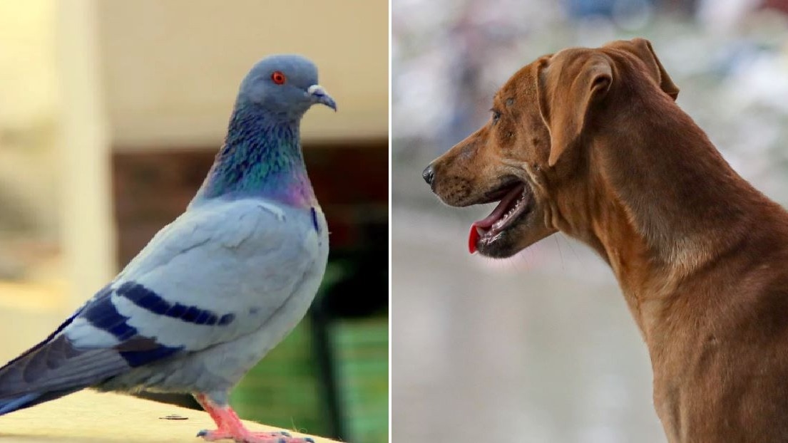 pigeons and stray dogs (Photo: PTI)