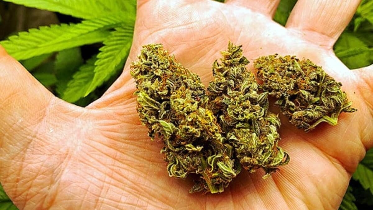 गांजे का किसी भी तरह से सेवन सेहत को नुकसान पहुंचाता है. (Image credit: Pixabay)