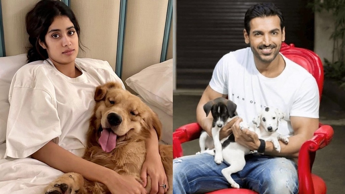 celebs reacts on supreme court verdict on stray dogs 