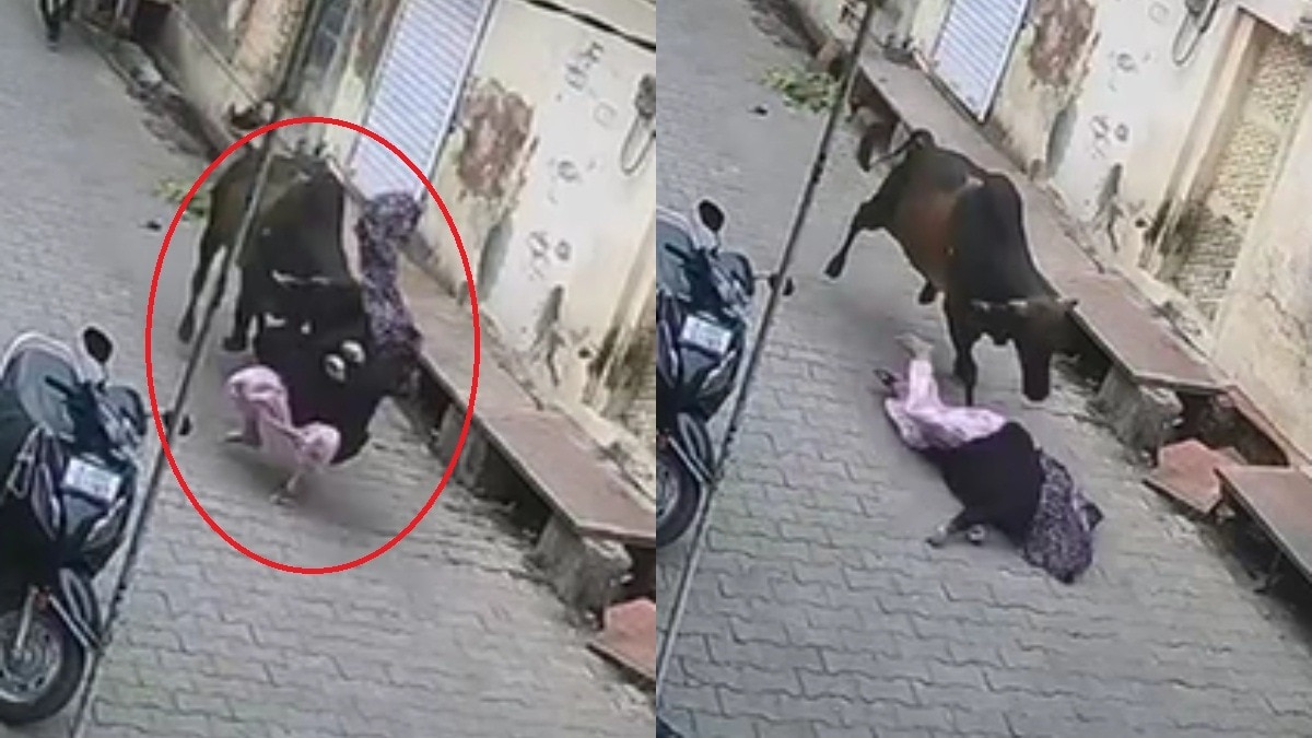 महिला को सींगों से हवा में उछाला. (Photo: Suresh Foujdar/ITG)