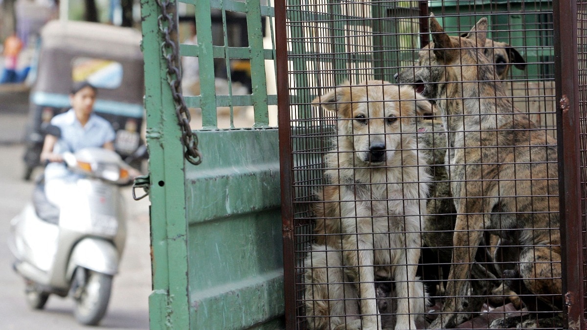 आवारा कुत्तों पर आया चीफ जस्टिस का बयान
