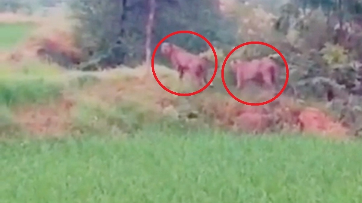 शावक संग कूनो पार्क से निकल खेतों में जा पहुंची थी ज्वाला.