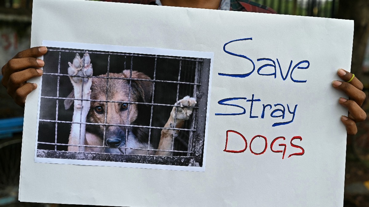 Stray dogs issue raised in Supreme Court