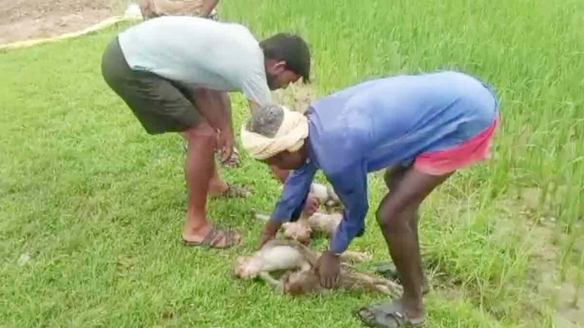  Death of 14 monkeys in Kaushambi causes panic