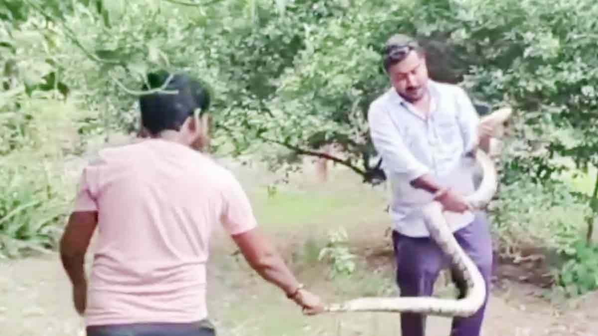 python snake rescue 