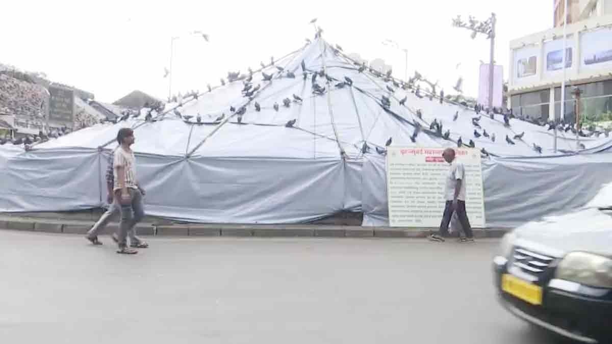 मुंबई में कबूतरों को दाना खिलाने पर विचार (File Photo: ITG)