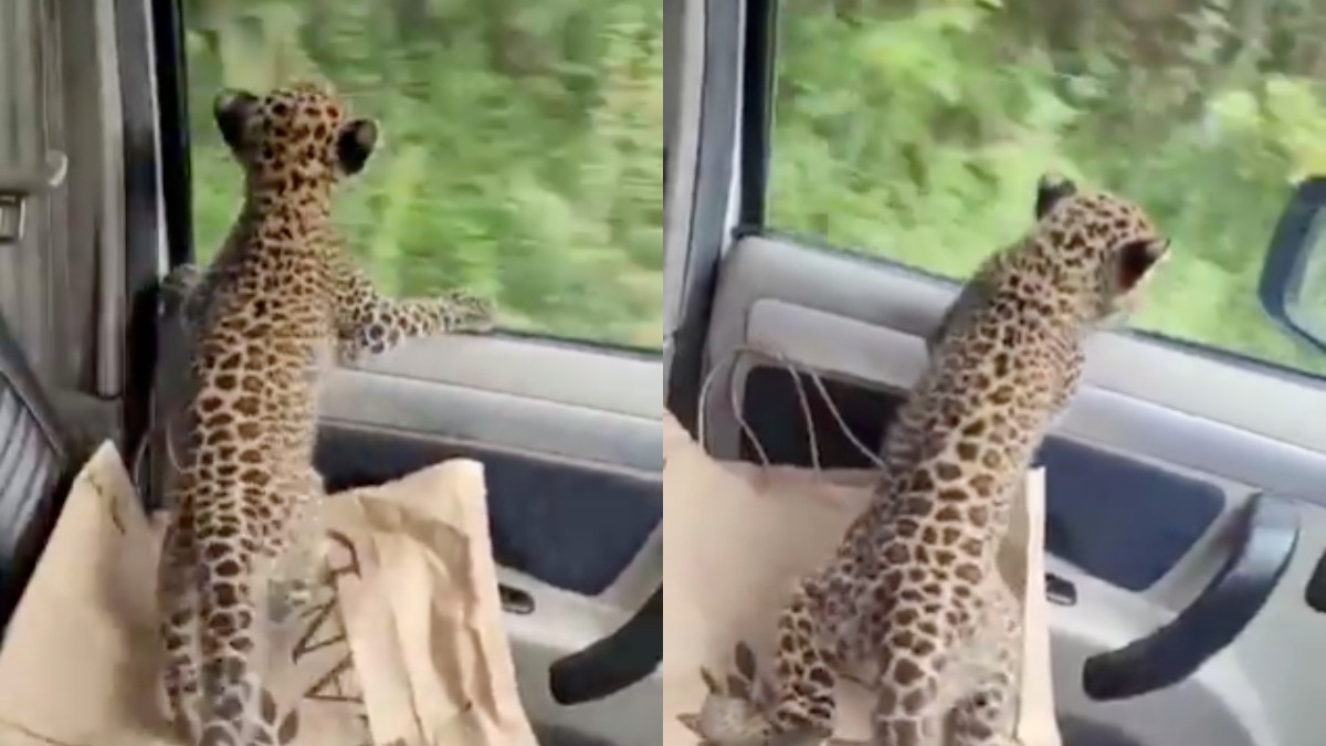 leopard cub car ride