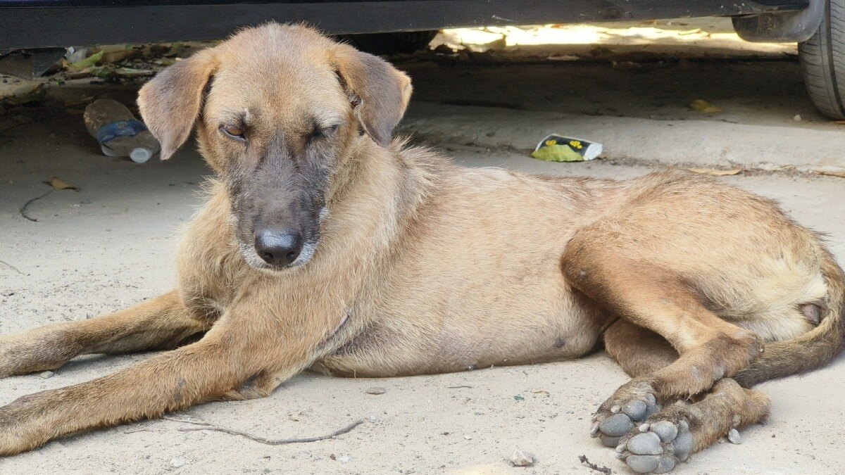 राजस्थान में आवारा कुत्तों पर छिड़ा विवाद.(Photo: Vishal Sharma/ITG)
