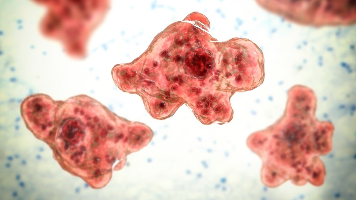 Brain-eating amoeba Naegleria fowleri