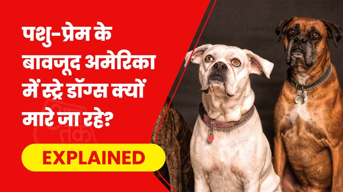 अमेरिका में स्ट्रे डॉग्स की समस्या कई सदियों पहले काफी गंभीर थी. (Photo- Pexels)