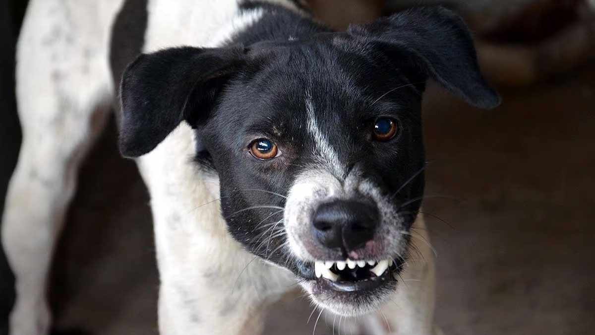 रेबीज के चलते 4 साल की मासूम ने तोड़ दिया दम (Photo: Representational Image)