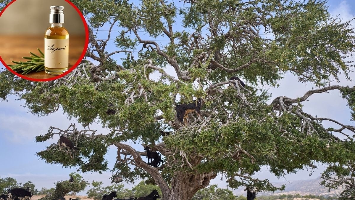 अफ्रीका के मोरक्को में मिलने वाले आर्गन ट्री से दुनिया का सबसे महंगा वनस्पति तेल निकाला जाता है (Photo - AP)