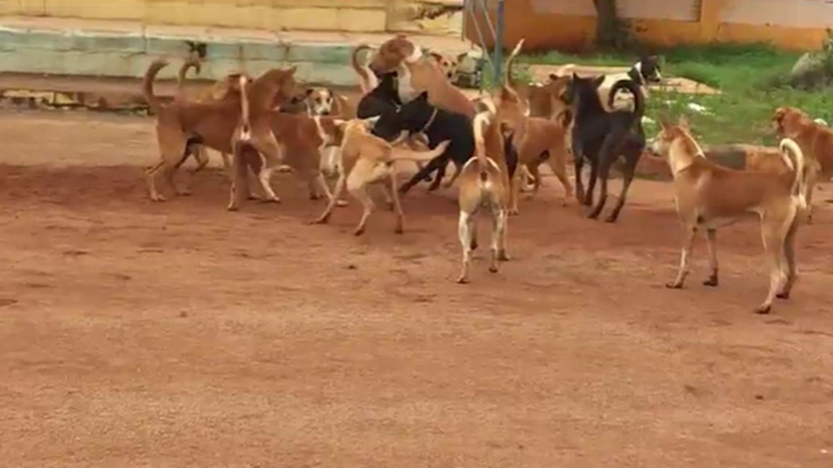 10 साल के बच्चे पर 30 कुत्तों का हमला (Photo: ITG)