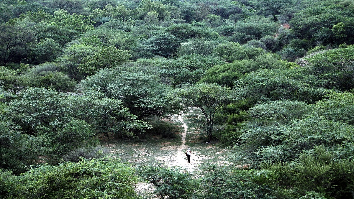 हरियाणा सरकार ने जो फैसला लिया है उससे अरावली के जंगलों को खतरा हो सकता है. (File Photo: AFP)