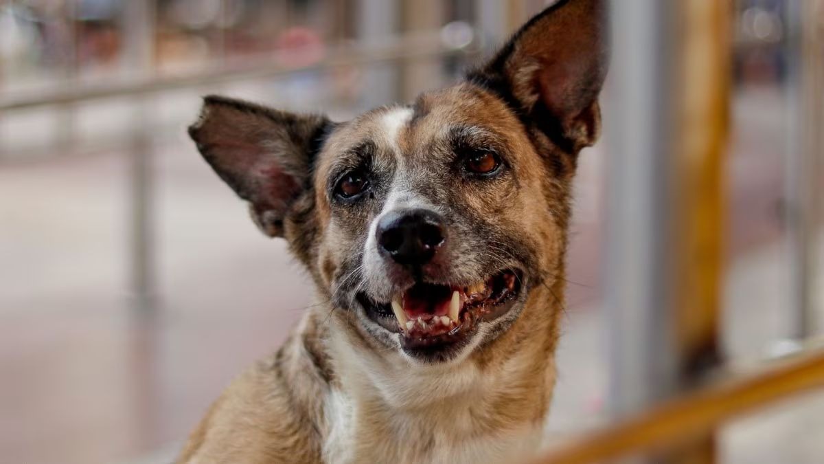 आवारा कुत्ते ने आठ लोगों पर किया हमला. (Photo: Representational)