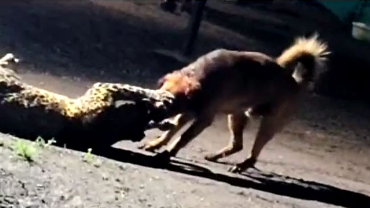 कुत्ते के चंगुल में फंसा तेंदुआ. (Photo: Screengrab)