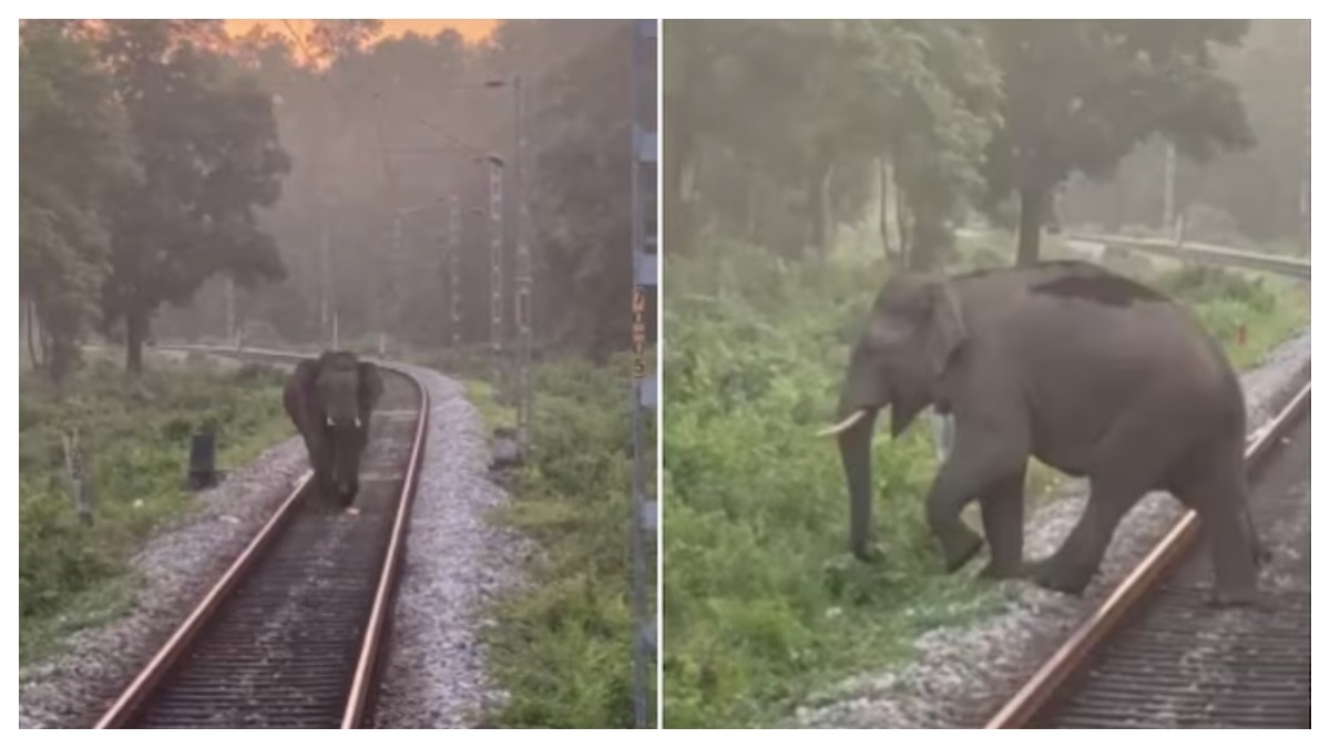  जब रेलवे ट्रैक पर आया हाथी...(Photos: Parveen Kaswan/X)