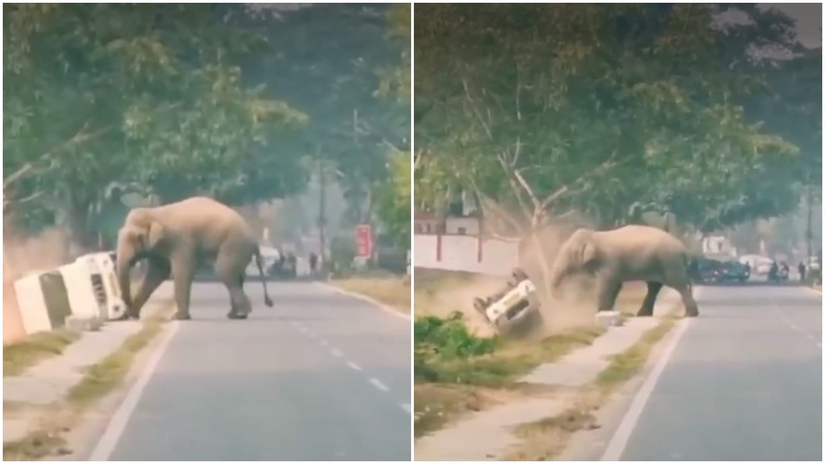 Elephant flips mini truck in viral clip, netizens alarmed