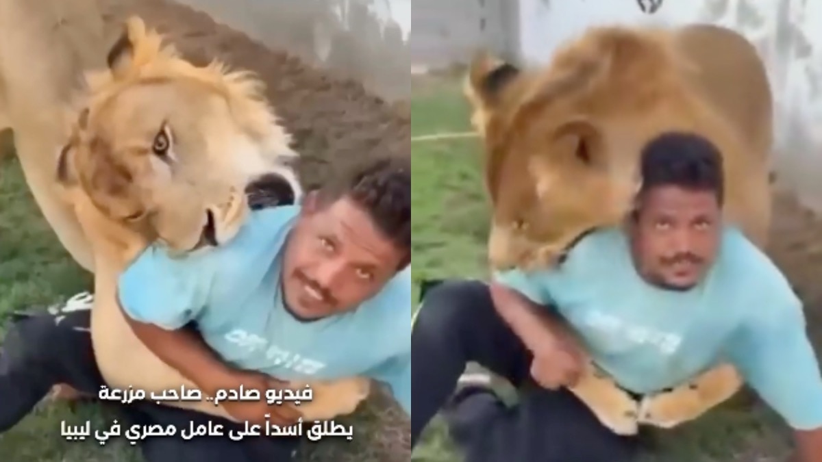 ऐसी बेरहमी! मालिक ने अपने नौकर पर छोड़ दिया शेर, शख्स डर से कांपने लगा, सामने आया वीडियो