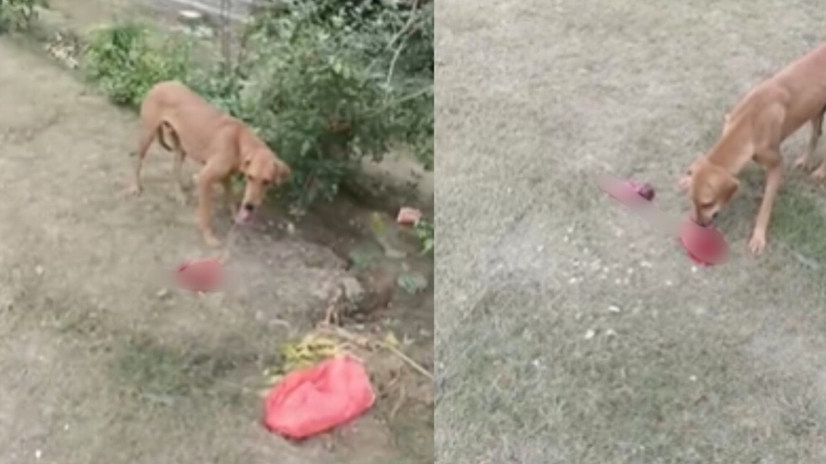 वीडियो वायरल. (Photo: Bhupender Chaudhary/ITG)