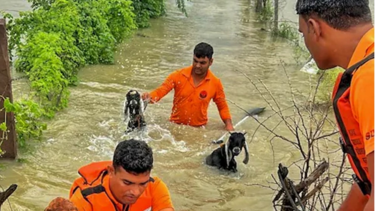 SDRF personnel evacuate animals from a flood-affected area, in Tonk district, Rajasthan