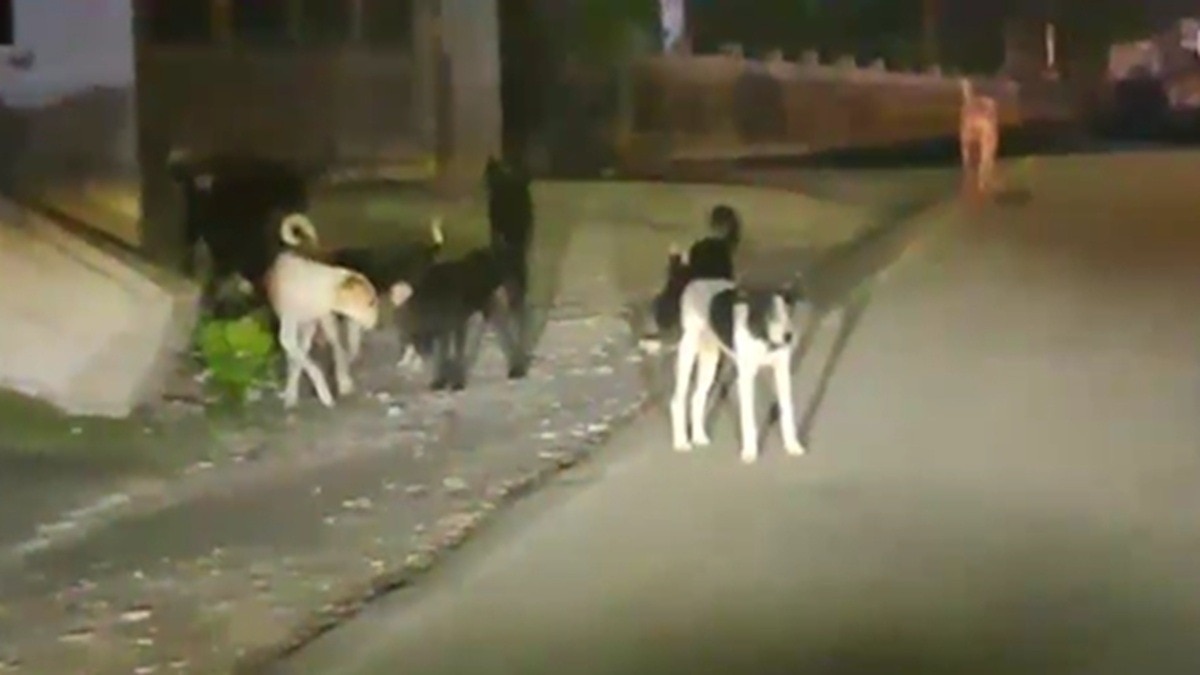 3 बच्चों पर अलवर में डॉग अटैक (Photo: ITG)