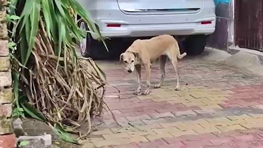 मुजफ्फरनगर में स्ट्रीट डॉग का खौफ (Photo: ITG)
