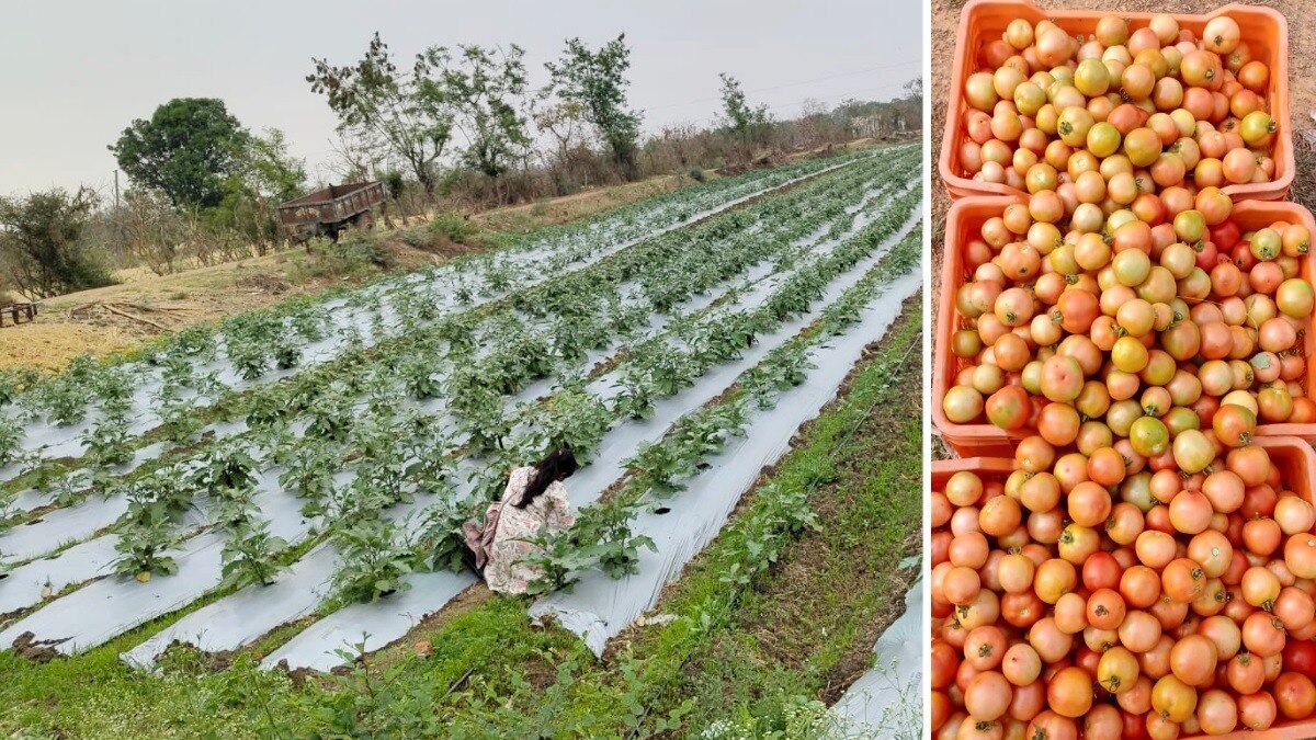 एक हेक्टेयर में टमाटर की खेती पर 50 से 60 हजार रुपए की लागत आती है.