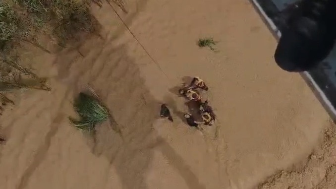 वायु सेना ने बाढ़ प्रभावित इलाकों में गिराए पानी और खाने के पैकेट (Photo: Screengrab))