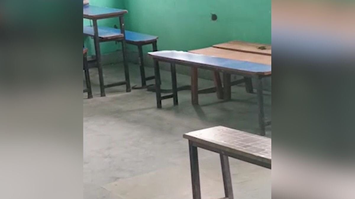 snake in school classroom