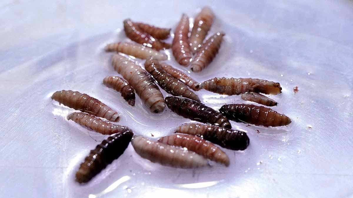 स्क्रूवर्म के लार्वा की तस्वीर. यह पैरासाइट इस समय मेक्सिको में फैला हुआ है. (Photo: Reuters)