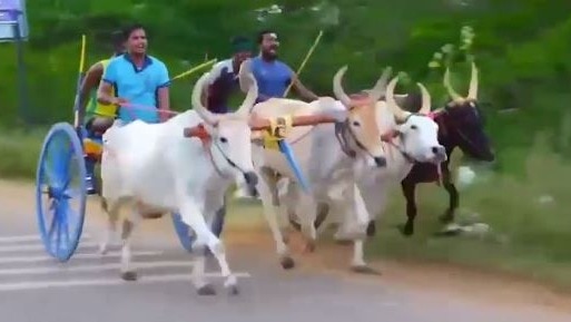 बुल रेस में महिला घायल (Photo: Screengrab)