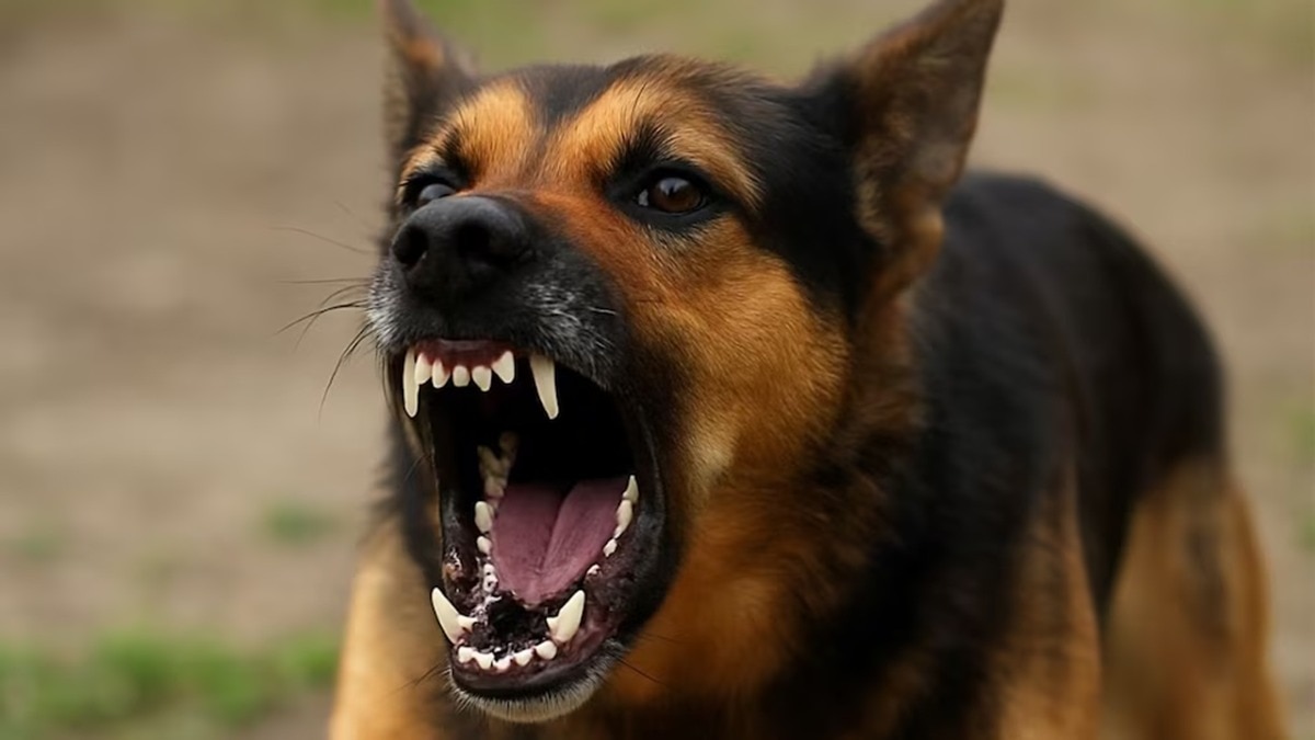 MCD started preparations to build 5 new dog centers for aggressive dogs in Delhi