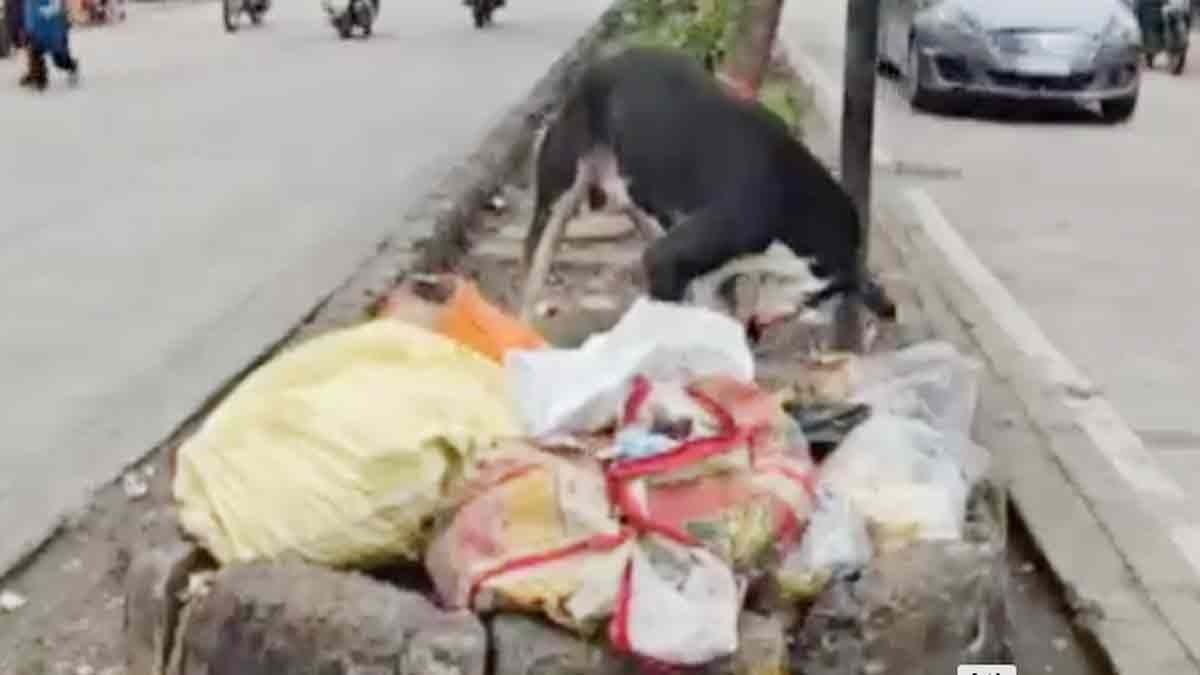 मां ने नवजात को कूड़े में फेंका (Photo: Screengrab)