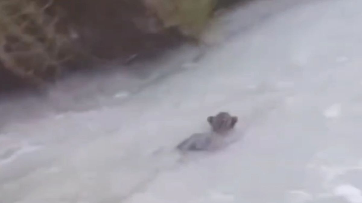 नहर में बहता दिखा गुलदार. (Photo: Screengrab)