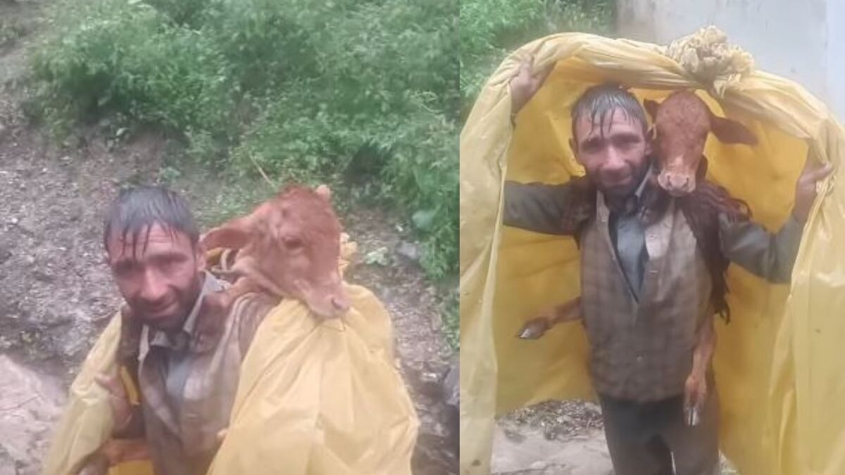 जम्मू में बाढ़ के बीच एक शख्स बछड़े को प्लास्टिक की चादर से सावधानीपूर्वक ढक कर उसे पानी से बचा रहा है. ( Photo: Instagram/ narindersingh3071)