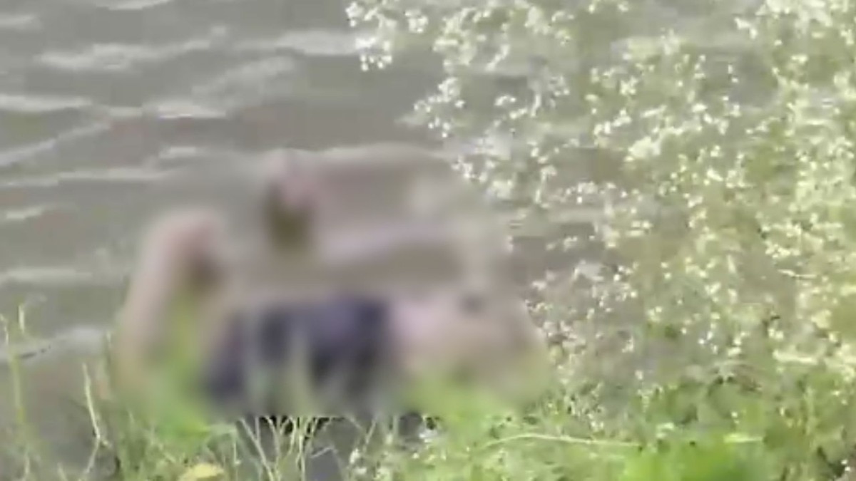 पुलिस गिरफ्त से फरार हुआ था आरोपी  (Photo: Screengrab)