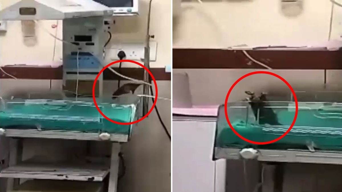 चूहों के काटने से नवजातों की मौत का आरोप. (Photo: Screengrab)