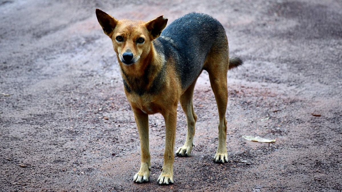 कुत्ता काटने पर बस्ती का एक सिपाही गंभीर रूप से बीमार हो गया (Photo: Pixabay)