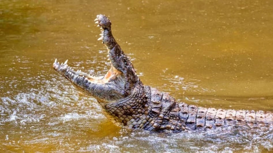 गांव में पहुंचा मगरमच्छ (Photo: Representational)