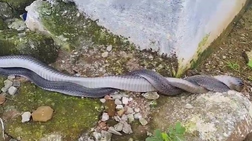 दोनों सांपों को जंगल में छोड़ दिया गया.(Photo: Chetan Gurjar/ITG)