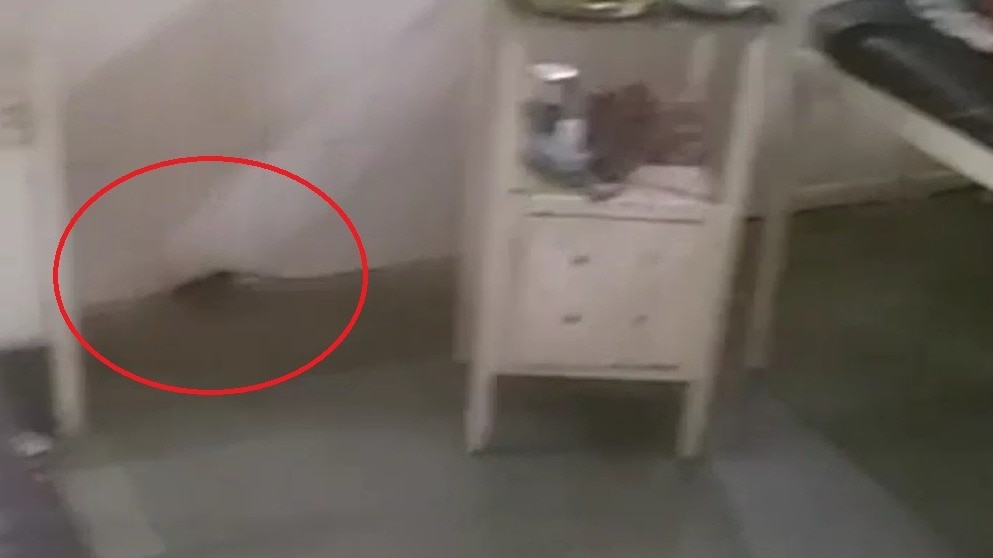 खरगोन के सरकारी अस्पताल में इधर-उधर भागते दिखे चूहे. (Photo: Screengrab)