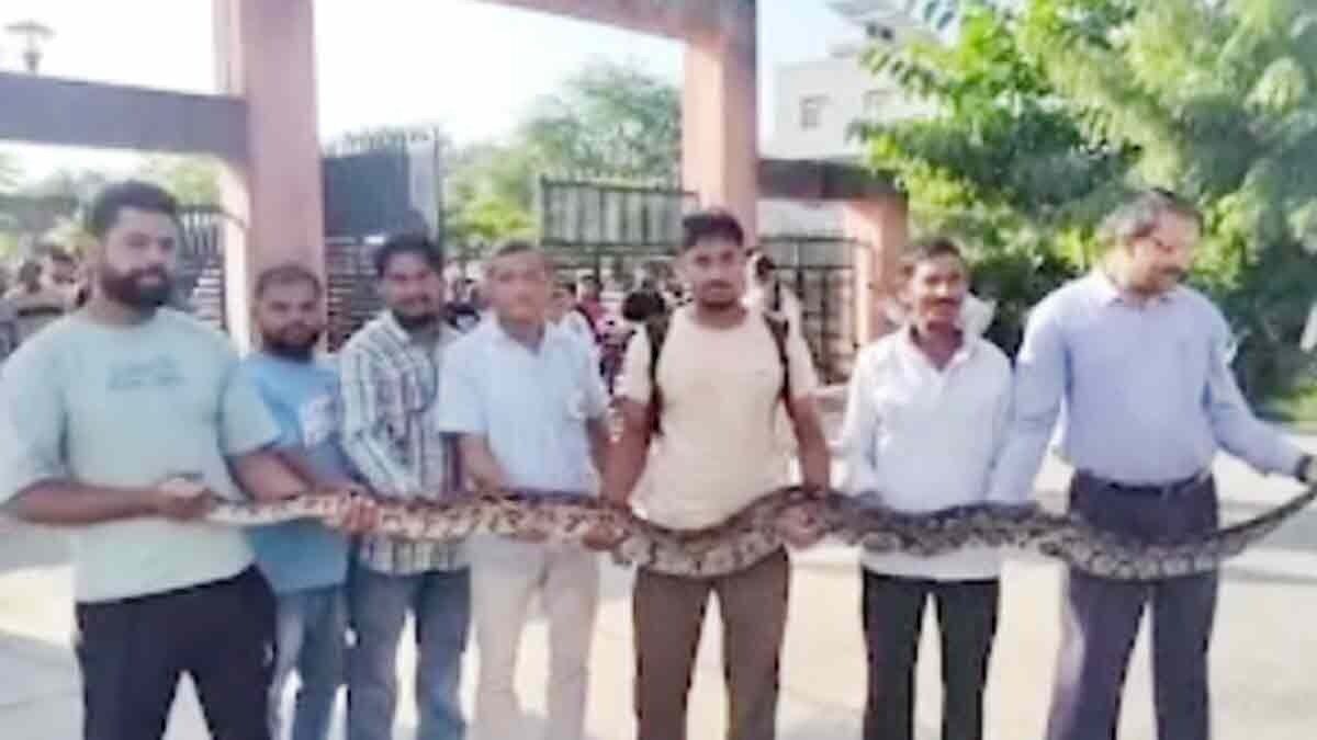 कॉलेज से अजगर का रेस्क्यू किया गया (Photo: Himanshu Sharma/ITG)