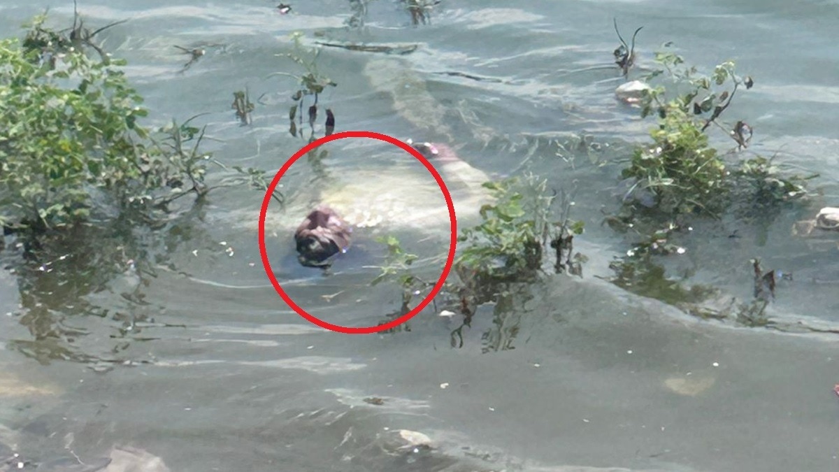 REEL के लिए युवक पानी में बना 'लाश'.(Photo:Screengrab)