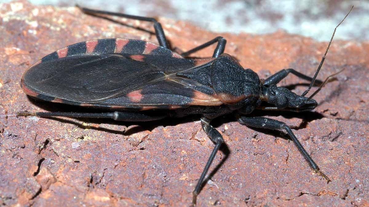 kissing bug disease us