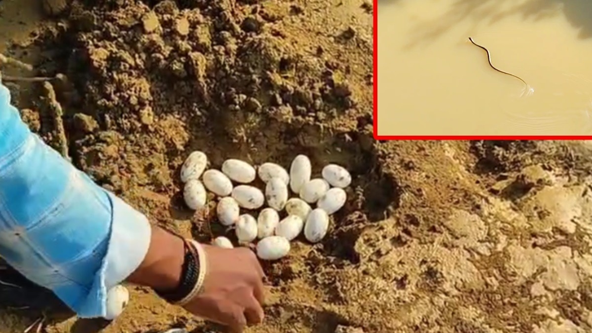 स्कूल में निकले एक दर्जन सांप और 30 अंडे.(Photo:Screengrab)
